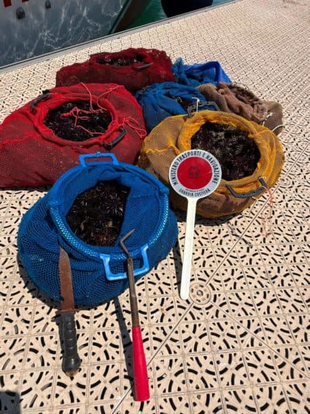 Termoli: la Guardia Costiera sequestra un quintale di ricci di mare