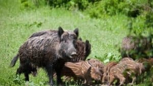 Lucito, cacciatore ferito da cinghiale