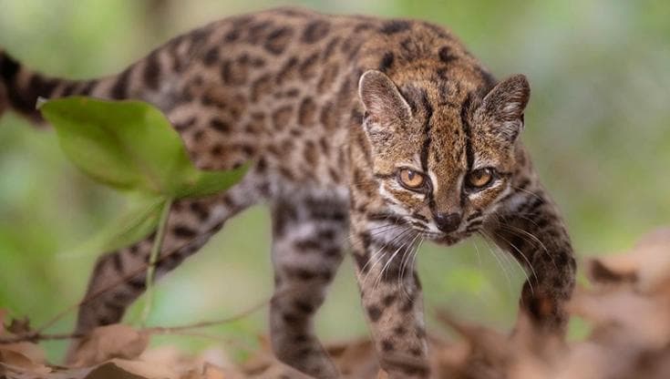 Scoperta in Bolivia una nuova specie di felino: il gatto tilcayo